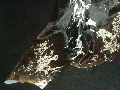 Hair Cowhide for Rugs and Throws